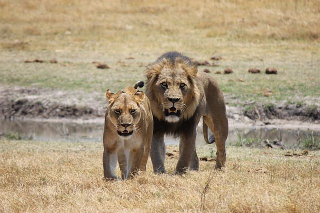 Disneys DER KÖNIG DER LÖWEN und NABU setzen gemeinsames Zeichen